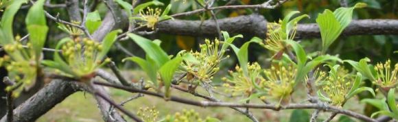 サンシュユの花